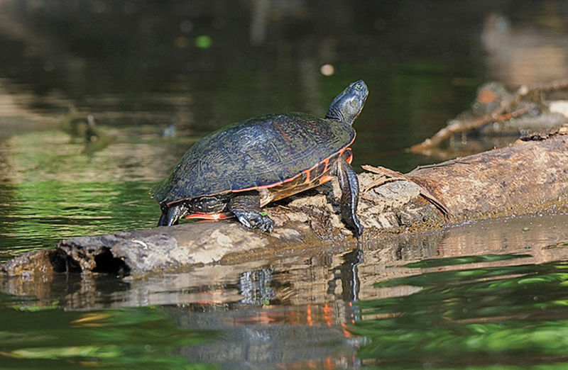 Turtle along Barren Creek, MD